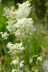 Kleine  Mädesüß,  Filipendula vulgaris