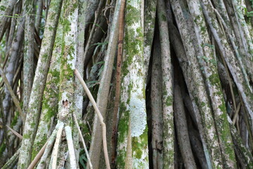 Cluster of aerial tree roots covered in moss and lichen in a tropical forest setting.