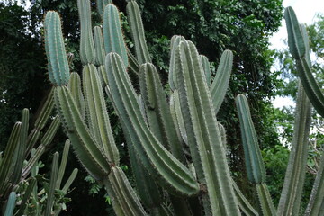 Tall green columnar cacti growing densely in an outdoor setting with lush tropical foliage in the...