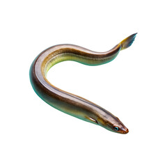 Obraz premium Eel isolated on a transparent background