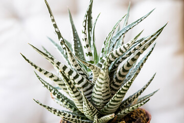 Haworthiopsis attenuata, formerly Haworthia attenuata, commonly known as zebra haworthia, is a...