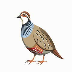 Chukar Stoke on white background