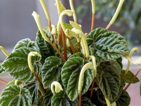 Peperomia caperata, the emerald ripple peperomia, is a species of flowering plant in the family Piperaceae, native to Brazil.