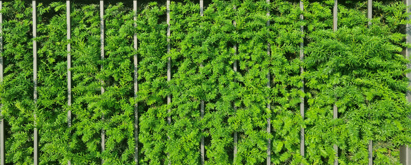 Green hedge plant growing through vertical metal bars. Botanical wall texture. Urban nature and...