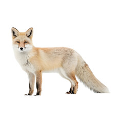 Fototapeta premium Fox isolated on a transparent background