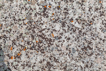 Rock covered in moss and dirt with a few brown spots