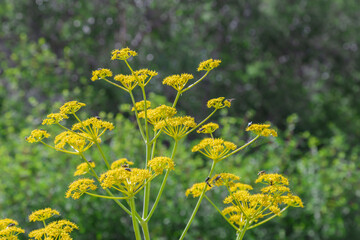 Ferula (from Latin ferula, 'rod') is a genus of about 220 species of flowering plants in the family...