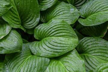 Bunch of green leaves with water droplets on them. The leaves are large and have a glossy appearance
