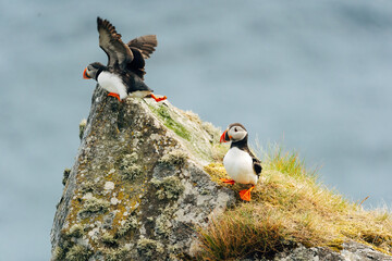 Puffins on the Coast
