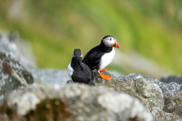 Puffins on the Coast