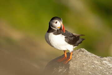 Puffins on the Coast