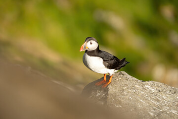 Puffins on the Coast
