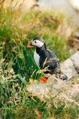 Puffins on the Coast