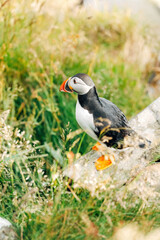 Puffins on the Coast