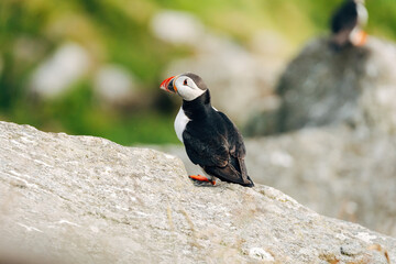 Fototapeta premium Puffins on the Coast