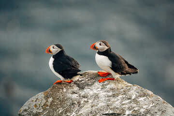 Puffins on the Coast