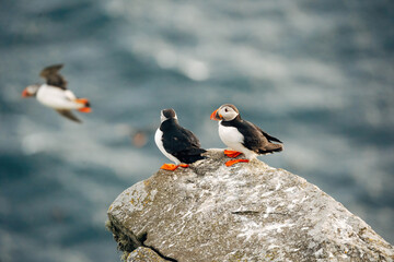 Puffins on the Coast