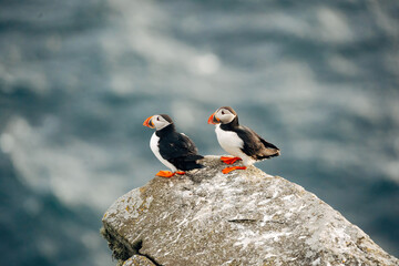 Puffins on the Coast