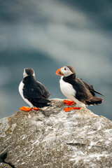 Fototapeta premium Puffins on the Coast
