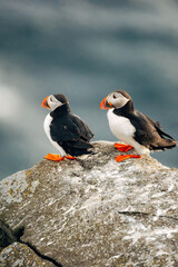 Puffins on the Coast