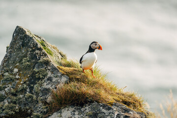 Puffins on the Coast