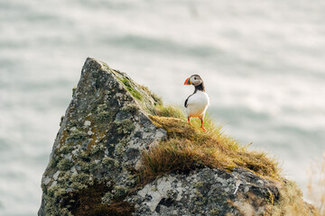 Puffins on the Coast