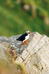 Puffins on the Coast