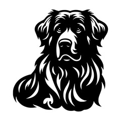 Obraz premium Majestic newfoundland dog breed portrait in black and white