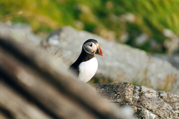 Puffins on the Coast