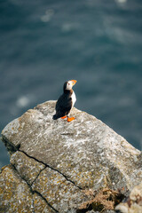Puffins on the Coast