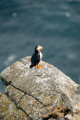 Puffins on the Coast