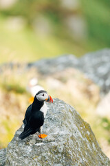 Puffins on the Coast