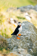 Puffins on the Coast
