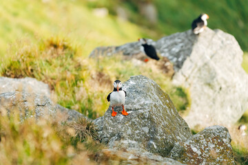 Puffins on the Coast