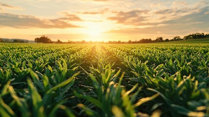 a saturated alfalfa field just before sunset, soft breeze making gentle waves through the foliage, dense but uniform green textures, realistic farmland lighting with orange sky backdrop, wide