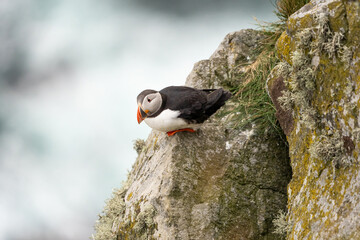 Puffins on the Coast
