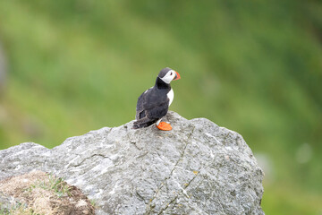 Fototapeta premium Puffins on the Coast