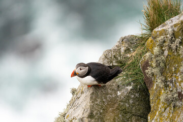 Puffins on the Coast