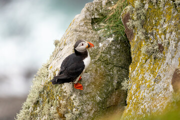 Puffins on the Coast