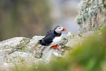 Puffins on the Coast