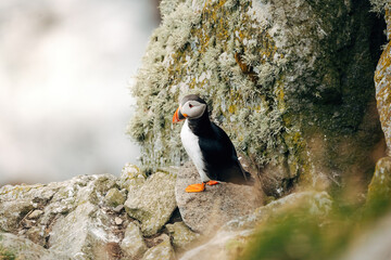 Puffins on the Coast