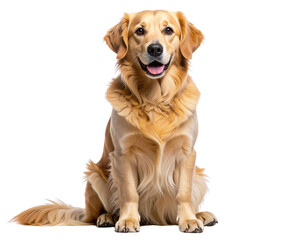 Obraz premium Golden Dog Sitting with Head Tilted, Curious Expression, Isolated on Transparent Background