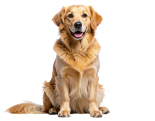 Golden Dog Sitting with Head Tilted, Curious Expression, Isolated on Transparent Background