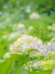 梅雨から初夏の公園や花壇を彩るアジサイのある風景。木漏れ日の光でボケた景色。ぼんやりした花畑のイメージ