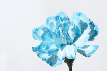 It is a blue carnation .	