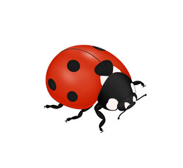 Ladybug on transparent background, bug, insect. Vector illustration.