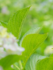 梅雨から初夏の公園や花壇を彩るアジサイのある風景。雨上がりの瑞々しく美しい紫陽花の葉っぱ。