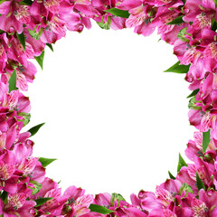 Pink alstroemeria flowers in a floral frame isolated on white or transparent background