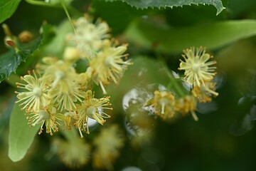 Bright yellow lime blossoms on a background of lush green foliage. Ideal for projects related to...