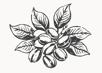 Coffee package with text and line icons. Paper packaging label. Design template. Coffee tree illustration.